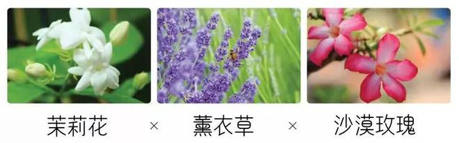 植物干细胞培养液让肌肤焕颜重生的钥匙(图8)