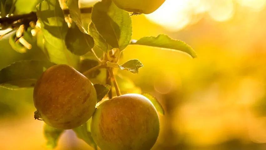 美妆届热衷的“植物干细胞”科学前沿还是忽悠大师？(图3)