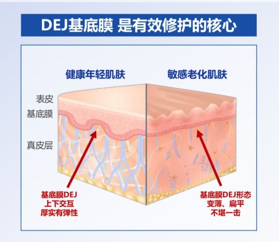 中国护肤品牌新高度！珀莱雅领跑基底膜修护抗皱(图2)