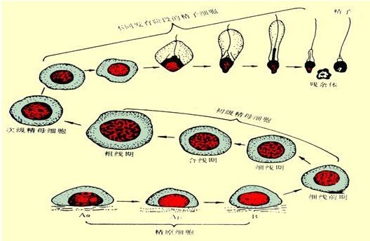基于网络药理学及体外实验探讨人参皂苷Rg1调控铁死亡治疗慢性髓系白血病的作用机制(图1)
