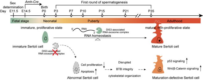 Development︱汪正品团队揭示了DIS3在雄性睾丸支持细胞发育中的生理功能(图2)
