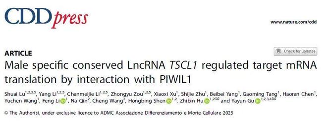 CDD丨“双面”lncRNA TSCL1：既是RNA支架又编码小肽为男性不育诊疗提供新靶点(图1)