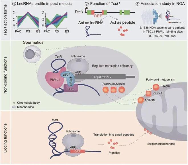 CDD丨“双面”lncRNA TSCL1：既是RNA支架又编码小肽为男性不育诊疗提供新靶点(图2)