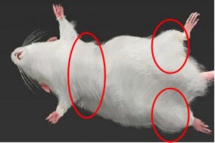 告别“功效模糊”！中广测保健食品安全性检测及功效评价让企业产品力看得见(图4)