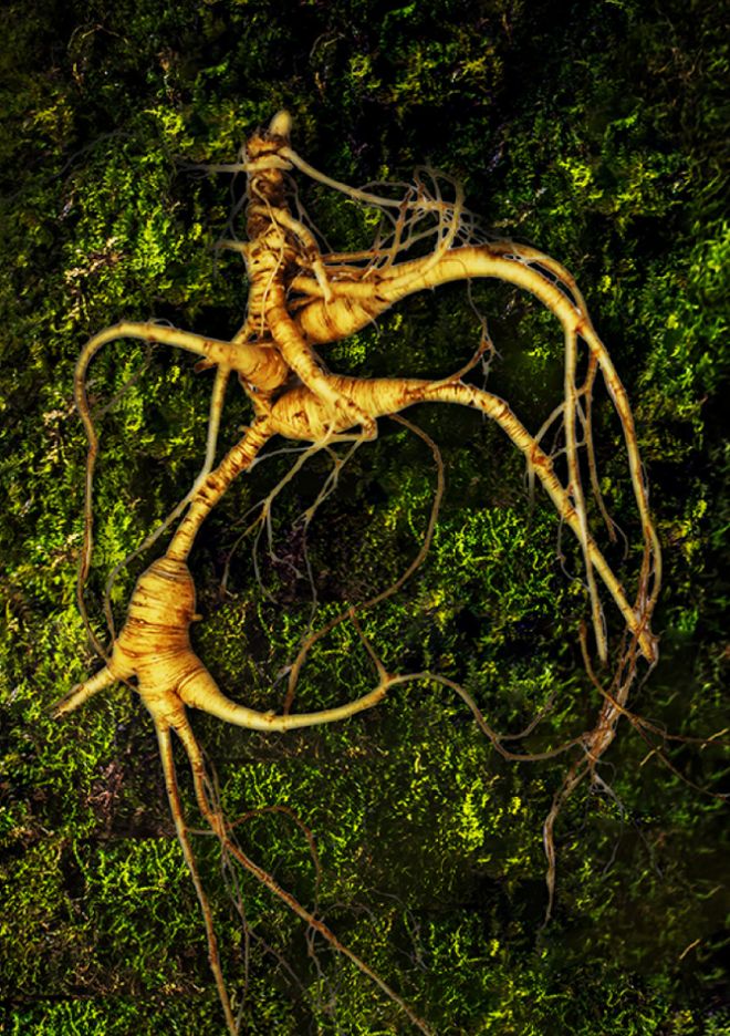 如果AI是来取代人类的那植物干细胞将拯救人类(图3)