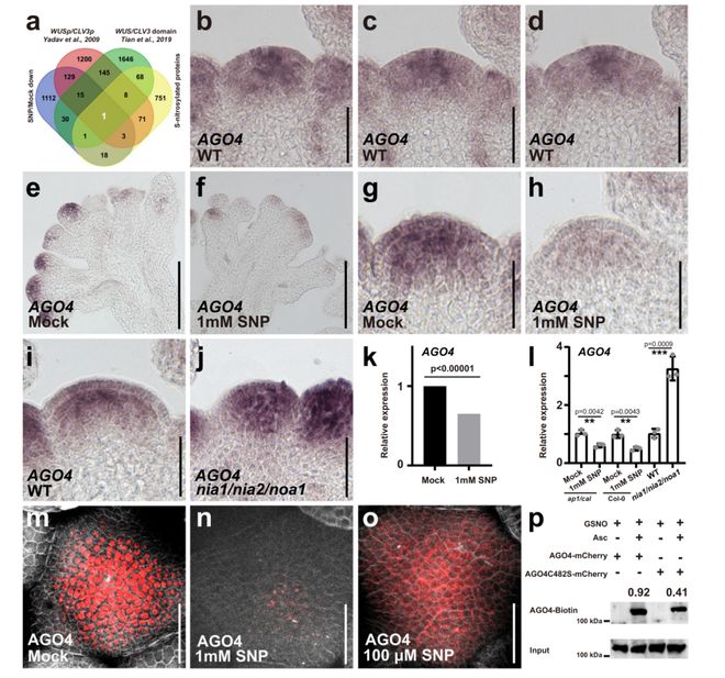 Nature Commun 曾健、赵心爱等揭示一氧化氮调控植物干细胞命运决定的新机制(图3)