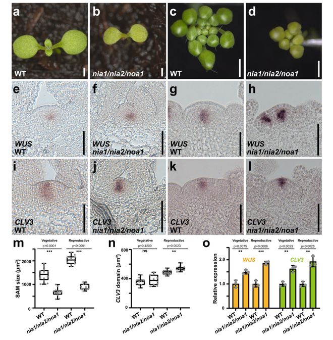 Nature Commun 曾健、赵心爱等揭示一氧化氮调控植物干细胞命运决定的新机制(图2)