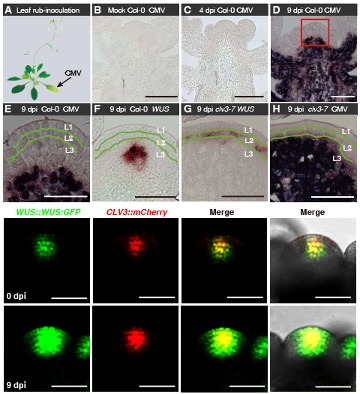 植物分生组织中干细胞调控的新认识(图1)