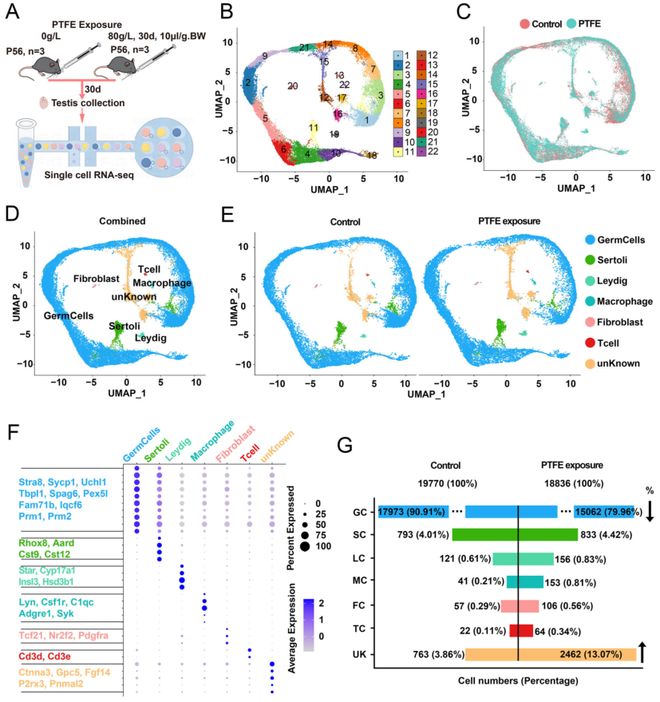 浙大院士团队新发现：不粘锅涂层产生的微塑料会损害男性生育力并提出新型修复疗法！(图6)