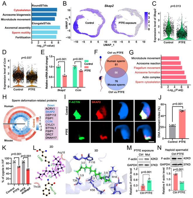 浙大院士团队新发现：不粘锅涂层产生的微塑料会损害男性生育力并提出新型修复疗法！(图8)