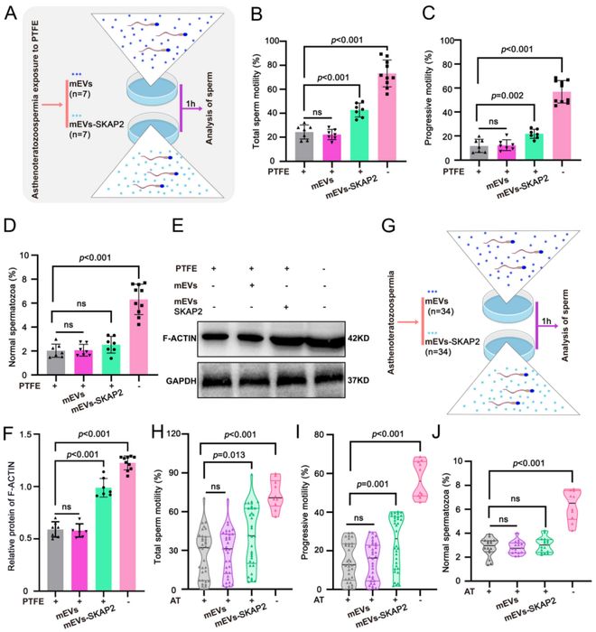 浙大院士团队新发现：不粘锅涂层产生的微塑料会损害男性生育力并提出新型修复疗法！(图10)