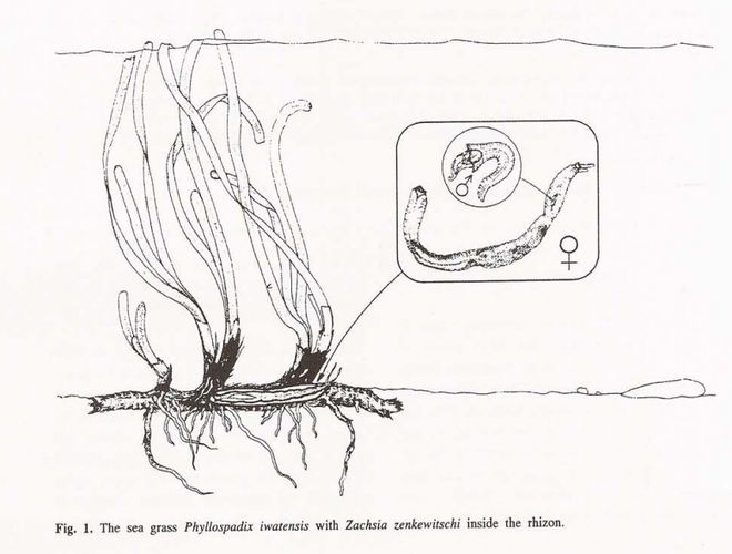 海草船蛆的奇妙生活：“矮雄爸爸”和“育儿房”的秘密(图4)