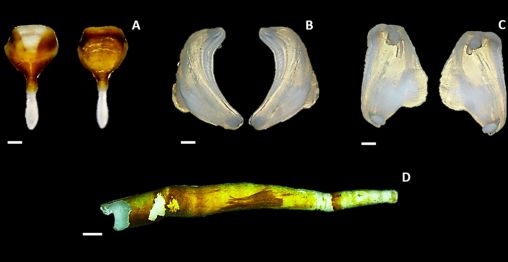 海草船蛆的奇妙生活：“矮雄爸爸”和“育儿房”的秘密(图2)