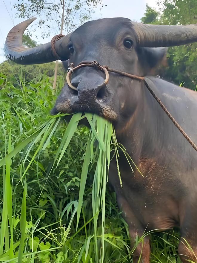 为啥有人说水牛根本不是牛？它俩是一家吗？水牛和牛能生后代吗？(图1)
