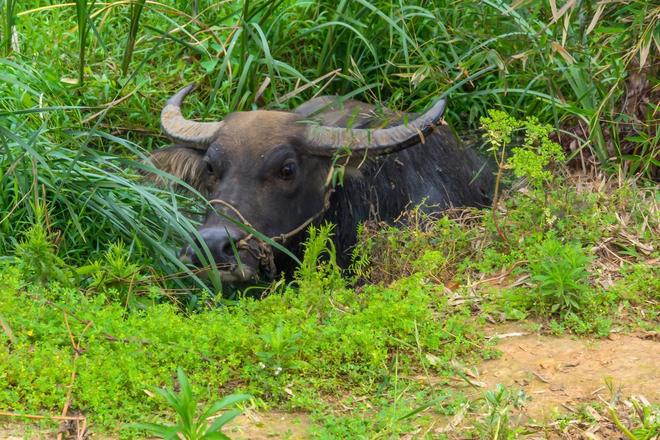 为啥有人说水牛根本不是牛？它俩是一家吗？水牛和牛能生后代吗？(图5)
