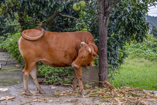 为啥有人说水牛根本不是牛？它俩是一家吗？水牛和牛能生后代吗？(图6)