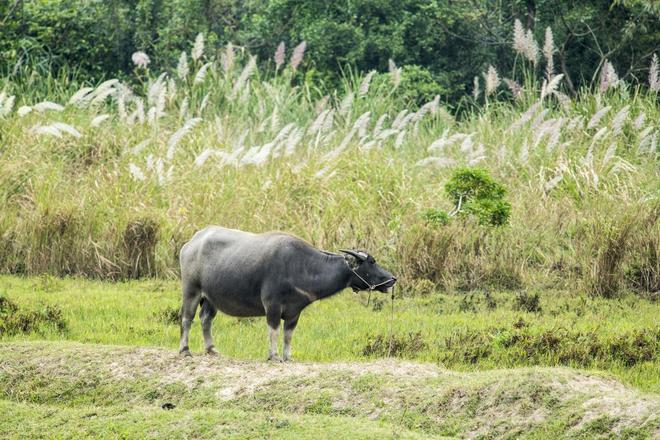 为啥有人说水牛根本不是牛？它俩是一家吗？水牛和牛能生后代吗？(图9)