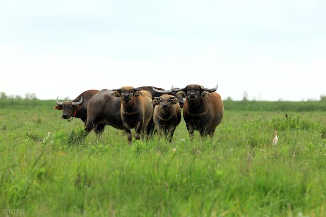 为啥有人说水牛根本不是牛？它俩是一家吗？水牛和牛能生后代吗？(图8)