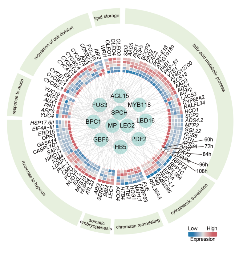 科研新突破！我国科学家破解植物细胞全能性世纪难题(图2)
