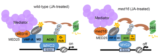 重磅！山东农大这位教授获国际顶尖学界“最高荣誉”(图4)