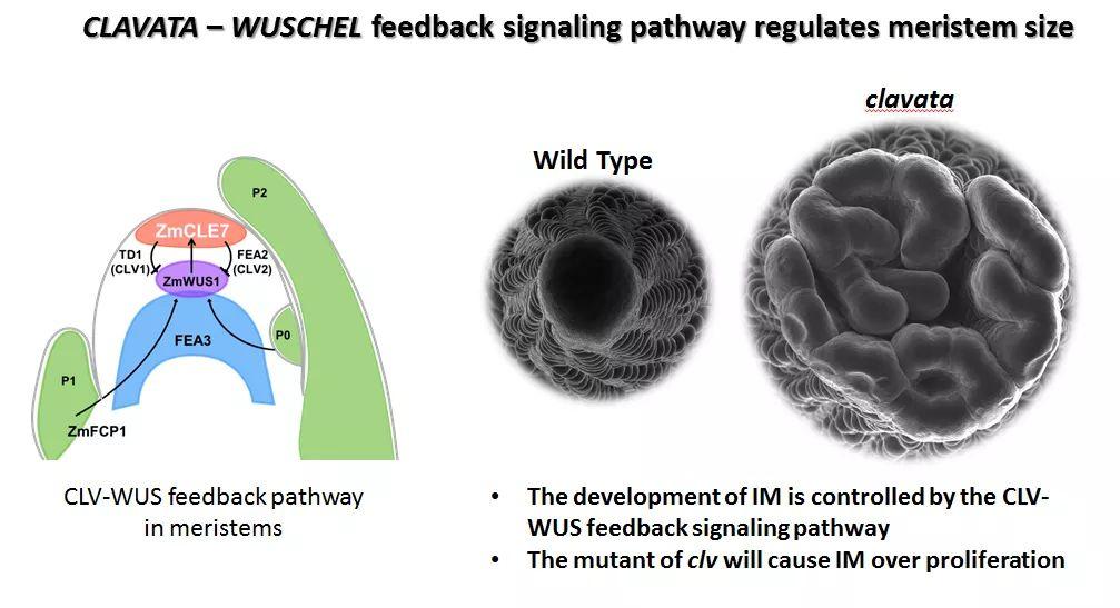 未来产业在这里“起飞”(图1)