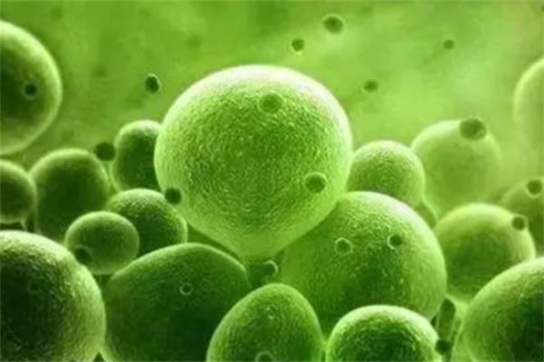 康脉远弘：科技石斛品牌共创健康事业(图1)