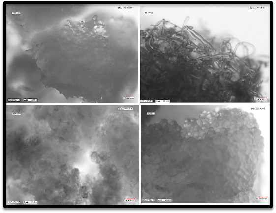 年报]禾元生物(688765)：2025年年度报告摘要(图1)