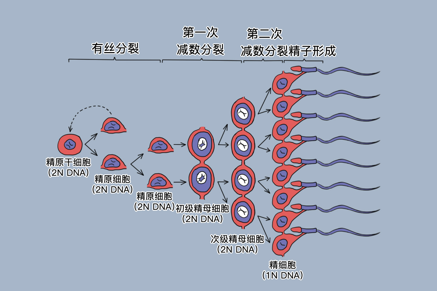 人类能产生多少种精原细胞(图1)