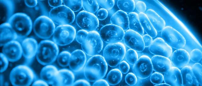 安然纳米植物干细胞技术让抗衰成为一种新的解决方案(图3)