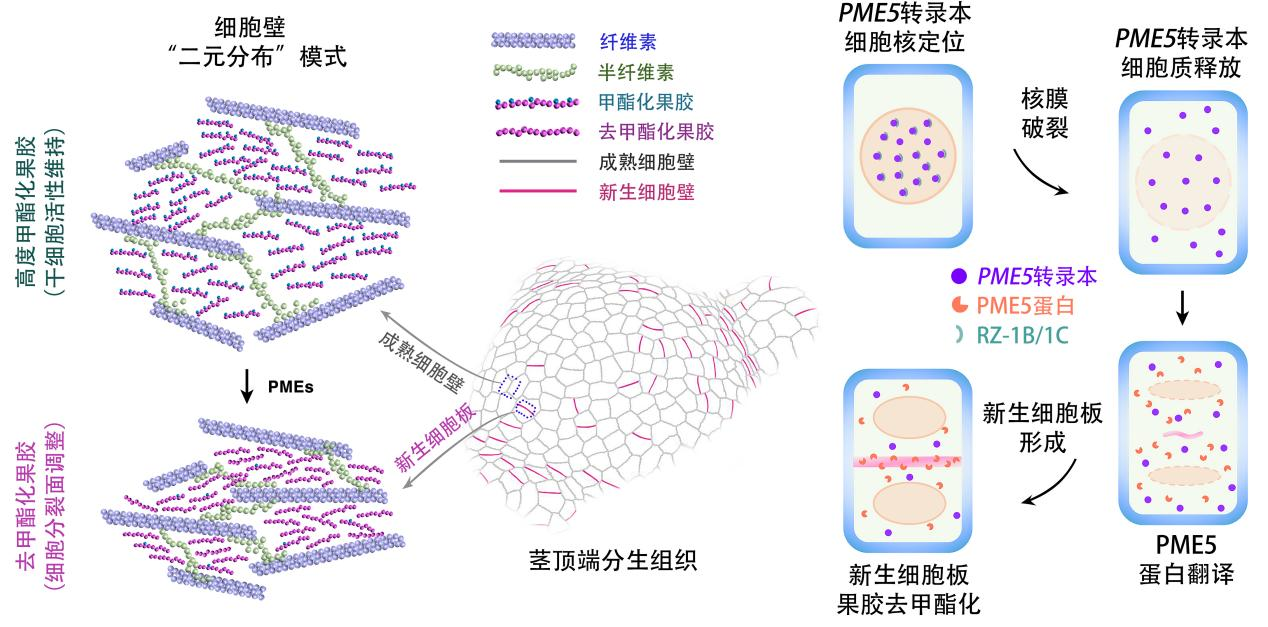 控制植物干细胞运作的“核心开关”被找到 有望实现农作物生长模式与产量性状的精准设计(图2)