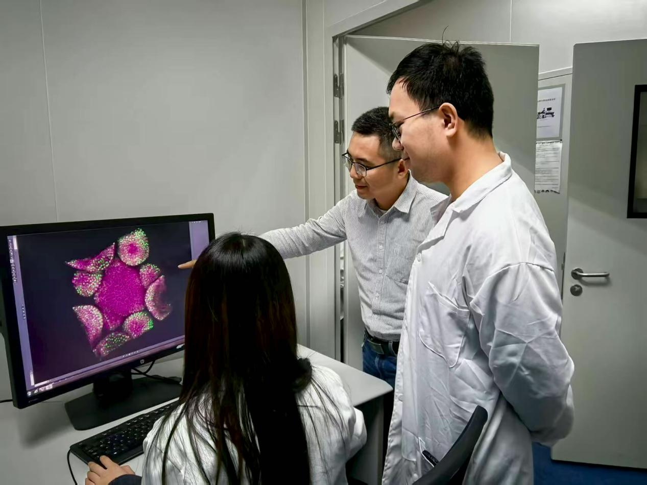 控制植物干细胞运作的“核心开关”被找到 有望实现农作物生长模式与产量性状的精准设计(图3)