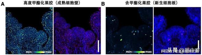 绿萝剪枝就发芽？中科院实验解密植物干细胞藏“软硬开关”密码(图4)