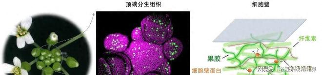 绿萝剪枝就发芽？中科院实验解密植物干细胞藏“软硬开关”密码(图2)