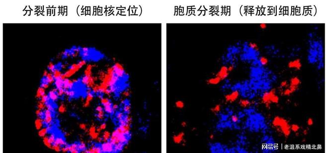 绿萝剪枝就发芽？中科院实验解密植物干细胞藏“软硬开关”密码(图6)