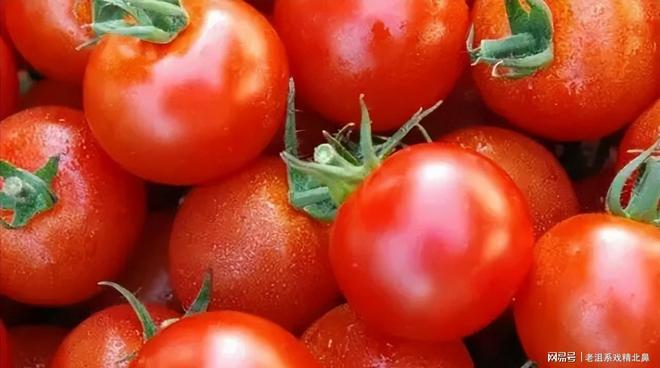 绿萝剪枝就发芽？中科院实验解密植物干细胞藏“软硬开关”密码(图7)