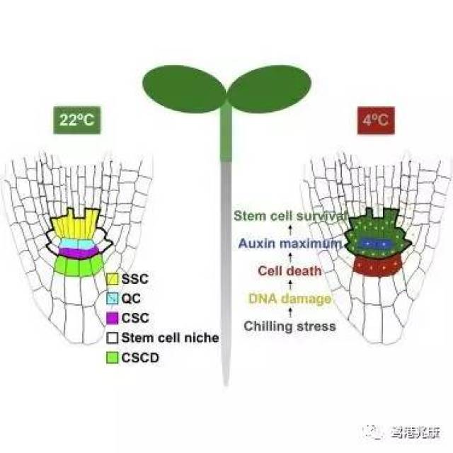 【媒体看莱西·青岛日报】培育三大主导产业“全速抢滩”生物医药