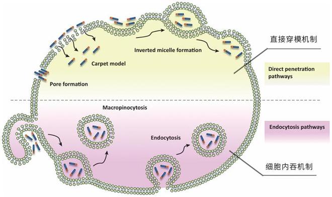 全球顶级美妆科研大会SCC迎来中国时刻珂谧破解胶原渗透难题(图2)