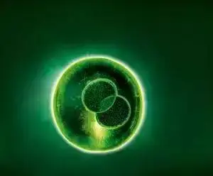 2025年度十堰市见义勇为先进个人事迹①“生命种子”：郝文的特殊订单