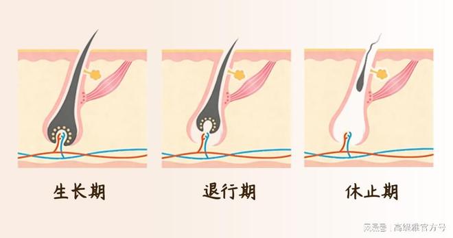 一颗毛囊的坦白局(图2)