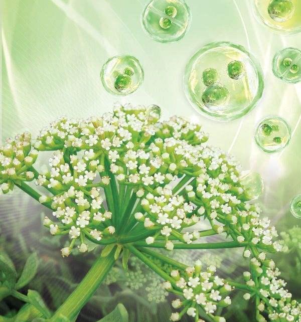 海茴香原生干细胞精华肌肤光感透亮的秘密