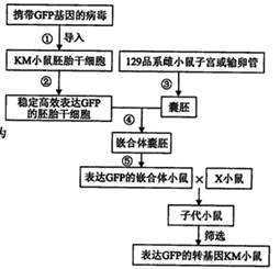 破译生命通讯密码：西洋参外泌体重塑传统滋补智慧的系统调节新维度