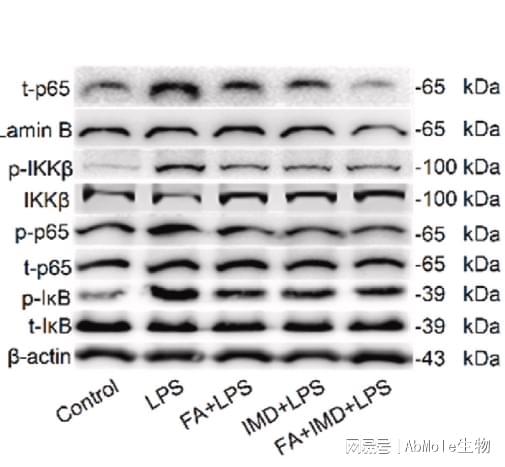 AbMole丨NF-κB通路的高引用抑制剂及其在肿瘤和炎症研究中的应用(图5)