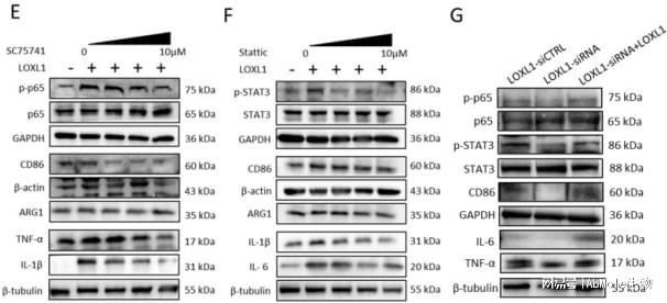 AbMole丨NF-κB通路的高引用抑制剂及其在肿瘤和炎症研究中的应用(图6)