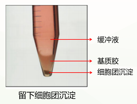 人神经干细胞培养方法及诱导形成脑类器官(图6)