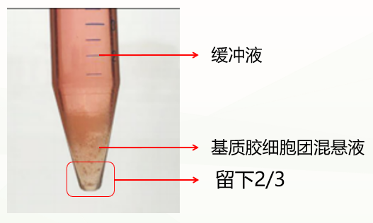 人神经干细胞培养方法及诱导形成脑类器官(图7)
