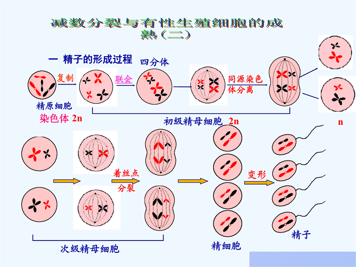 关于初级精母细胞的简介(图1)